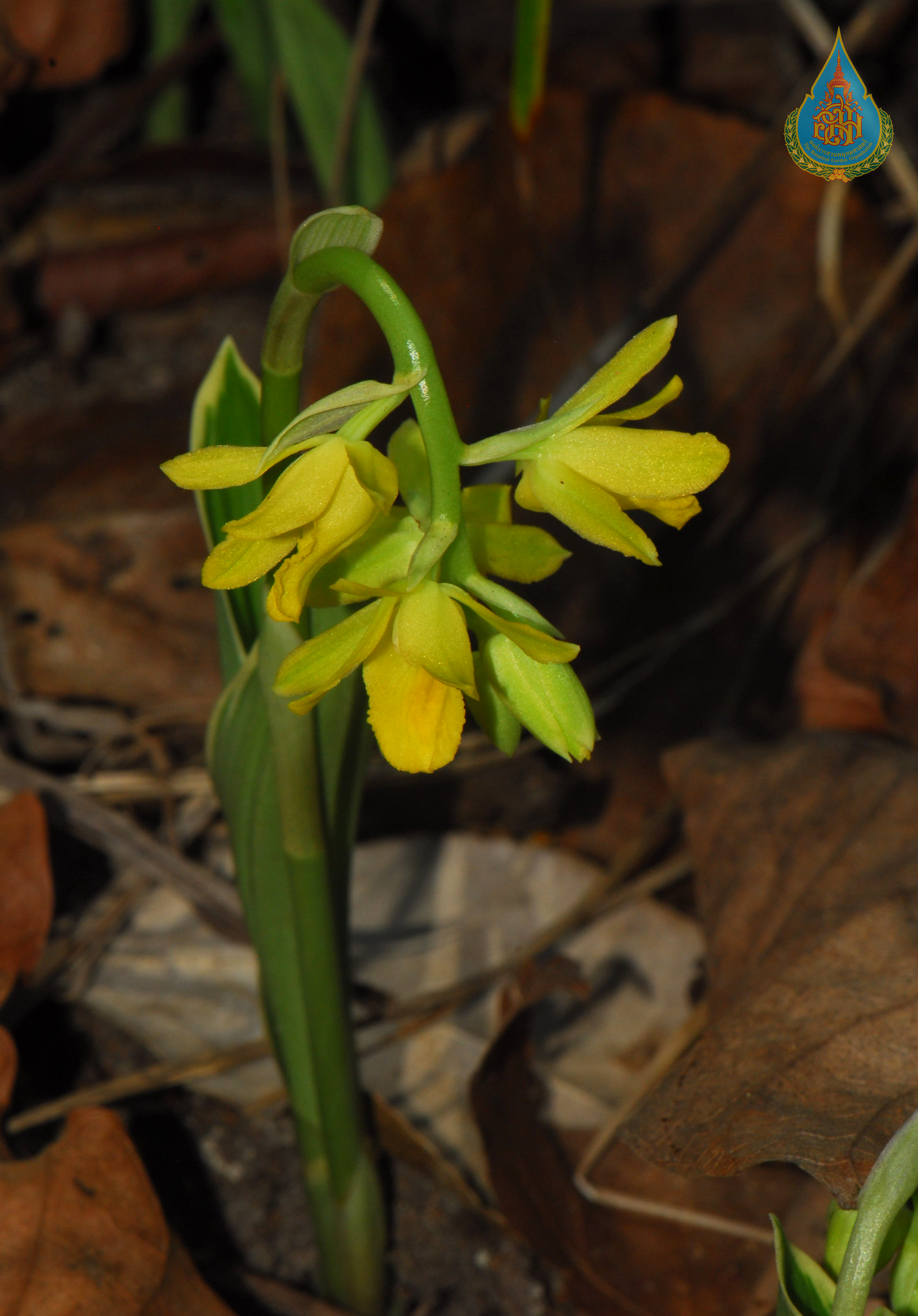 ว่านจูงนางดอกเหลือง Geodorum siamense Rolfe ex Downie<br/>ORCHIDACEAE